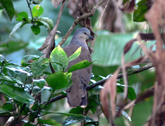 Colombia Columbidae