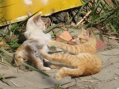 Playing Kittens