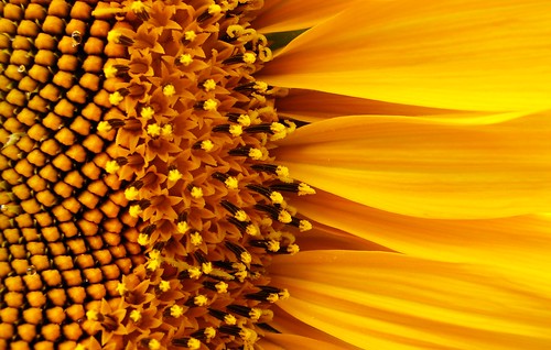無料写真素材|花・植物|向日葵・ヒマワリ