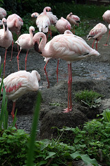 dwarf flamingos