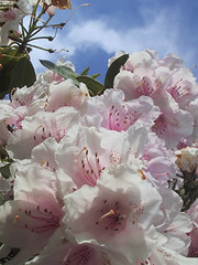 Rododendros en mayo
