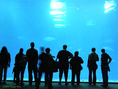 2007-Monterey Bay Aquarium