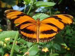 Victoria - Butterfly Gardens 2007