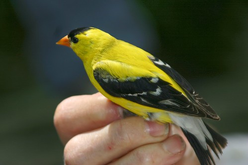Bird banding at Warner Nature Center