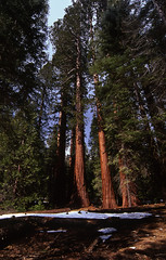 Yosemite Spring 2006