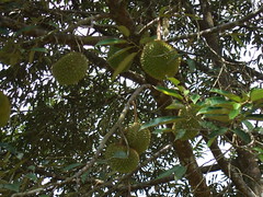 Durians on a tree