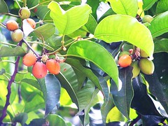 Spaantioxidant-fruits.comsh cherry / বকুল