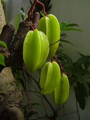 Carambola-the star fruit plant with fruit pods