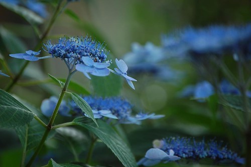 Lace-cap Hydrangea by hh1595
