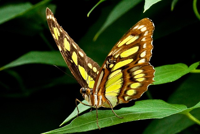 Butterfly Macro | Fl