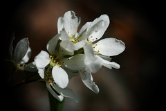 western serviceberry (Amelanchier alnifolia)