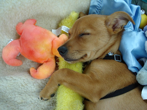 Sleeping puppy by daisygiraffe