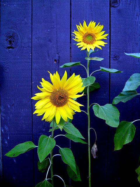 sunflower 2- 3444