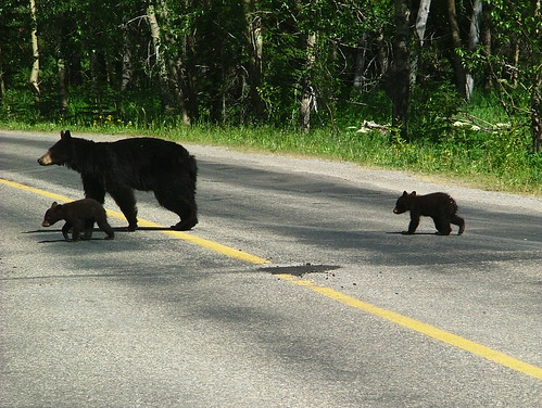 black bear with cubs