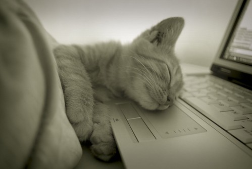 The Sleeping Geek Kitten - Angers -