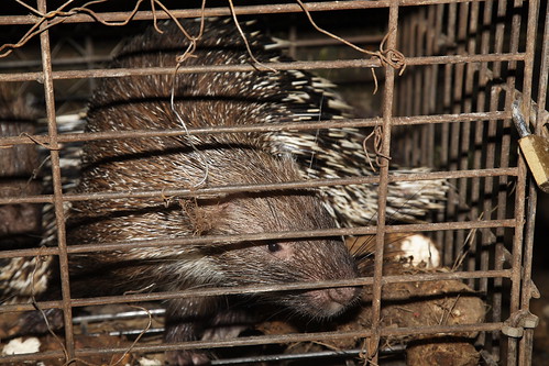 Landak (Porcupine), Tawangmangu, Indonesia