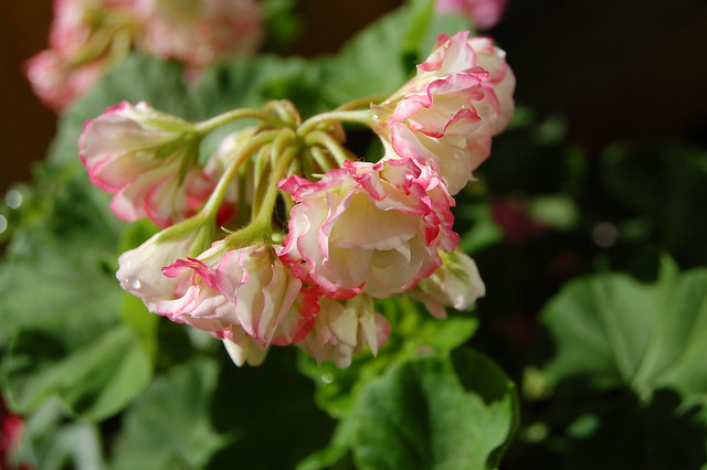With pink edges