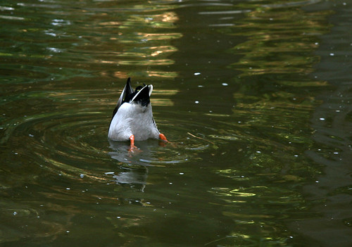 Buceo. Pato pescando en un estanque del Alcázar. Sevilla