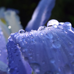 Iris Drops