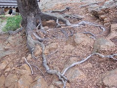 Natural trees as bonsai models