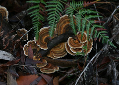 Australian Fungi