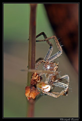 Araneae/Pisauridae