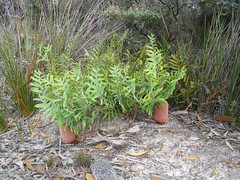 2002-0924e Banksia blechnifolia