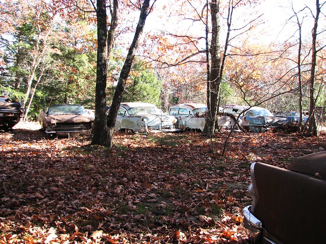 OLD CADILLACS NOV 22010rusting with the trees