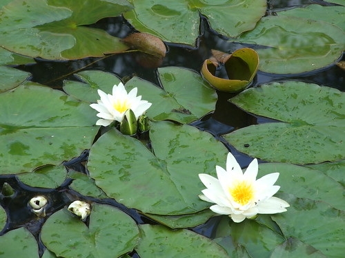 lotus flower picture