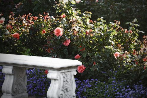 Bench in the Rose Garden
