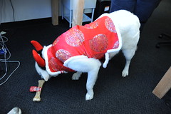 Nikko's Halloween Costume, White dog in Red Silk with Horns