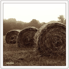 Those great round bales.