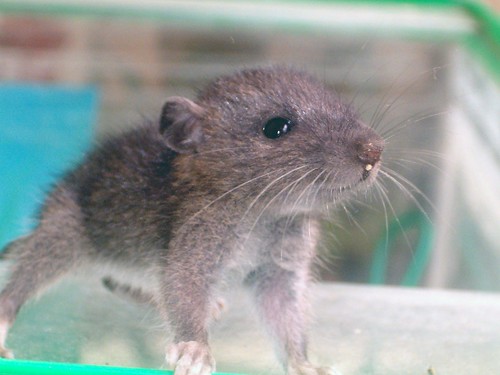 Baby Rodent