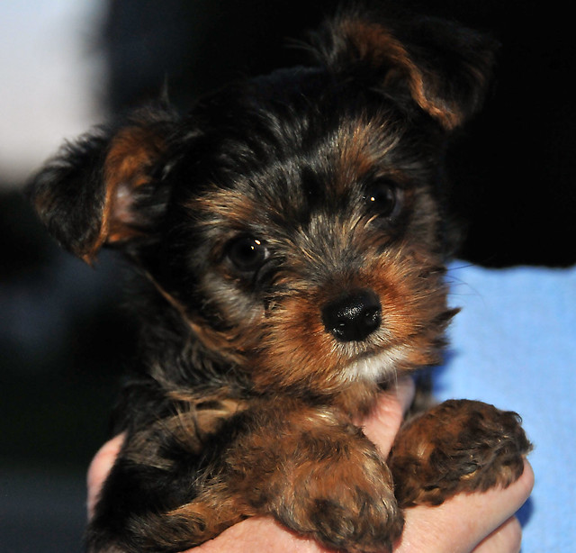 yorkie puppy black and tan 3