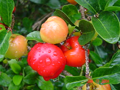 The Acerola Cherry
