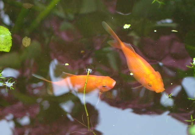 Goldfish in Pond