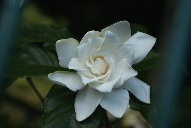 Gardenia in the other side of cage