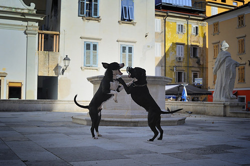 Dogs playing in the square, Piran, Slovenia