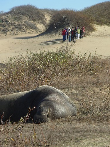 Elephant seals in California: Ano Nuevo State Park