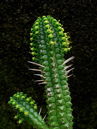 Euphorbia fimbriata by ecos de pedra