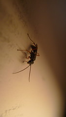 Bug On The Wall