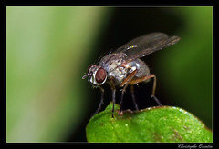 Diptera/Anthomyiidae