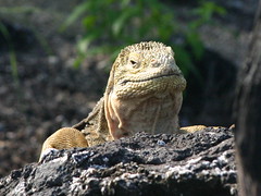 Galapagos 2007