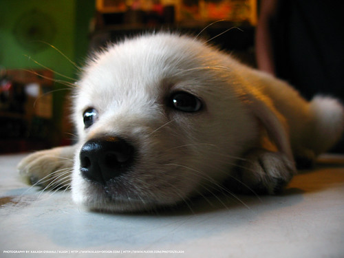 cute puppy by iklash/