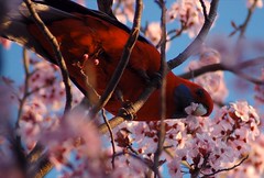 Parrots eating Plum Blossom