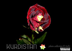 kurdistan  Love