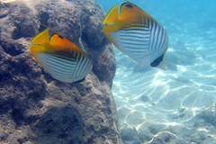 Hawaii: Snorkeling at Hanuma Bay (Underwater Camera)