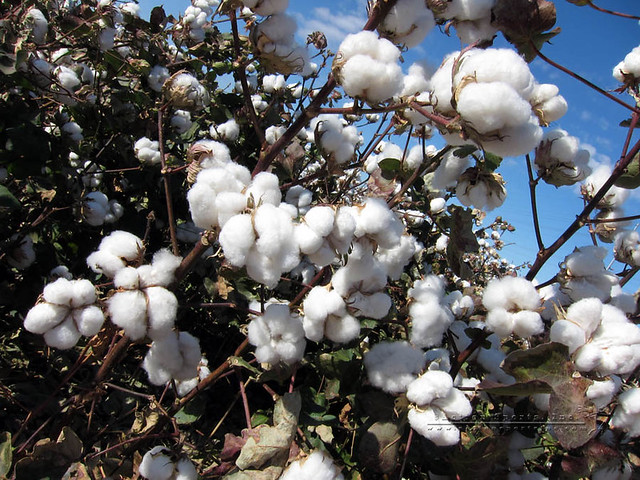 Cotton Plant | Flickr - Photo Sharing!