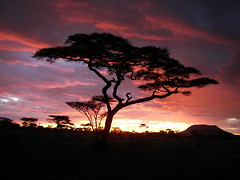 Day 06 Serengeti - Nightfall