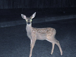 [Deer, Headlights]